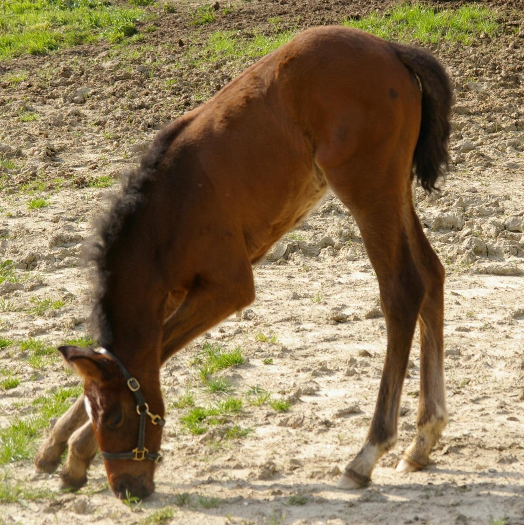 Вилла Santa Maria A Poneta Барберино-Валь-д'Эльса Экстерьер фото